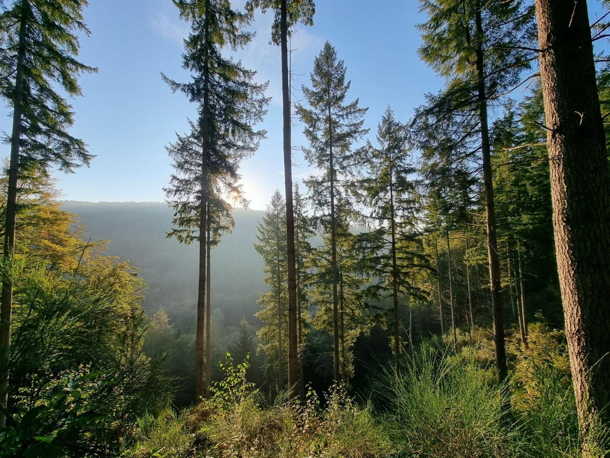 Pfalztraum Fewo'S Bruchweiler-Bärenbach Exteriér fotografie